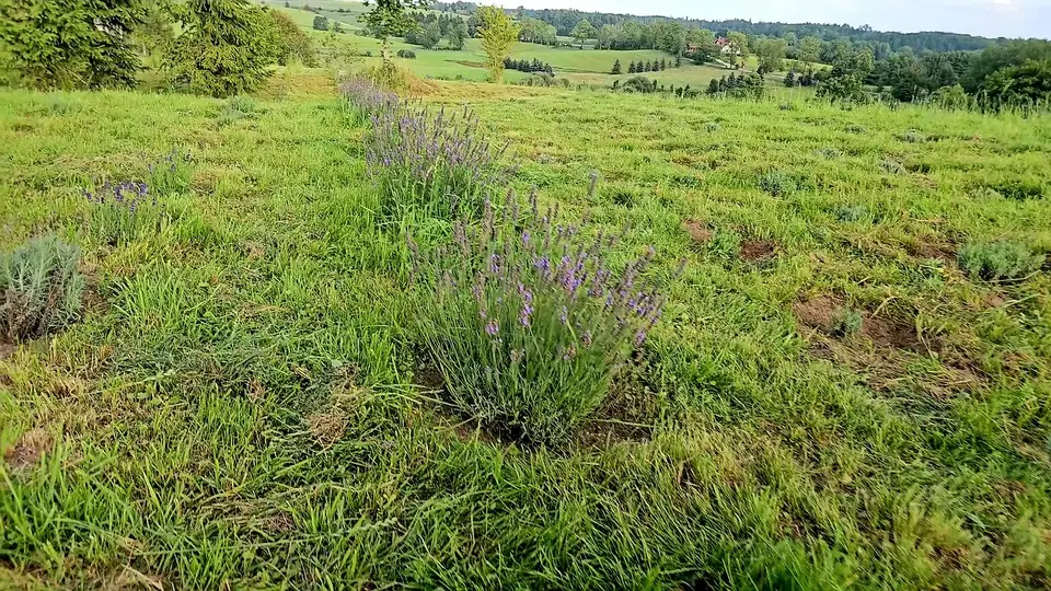 Lawendowy Dom krzaki lawendy