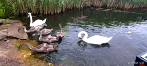 Lawendowy Dom labedzie mlode