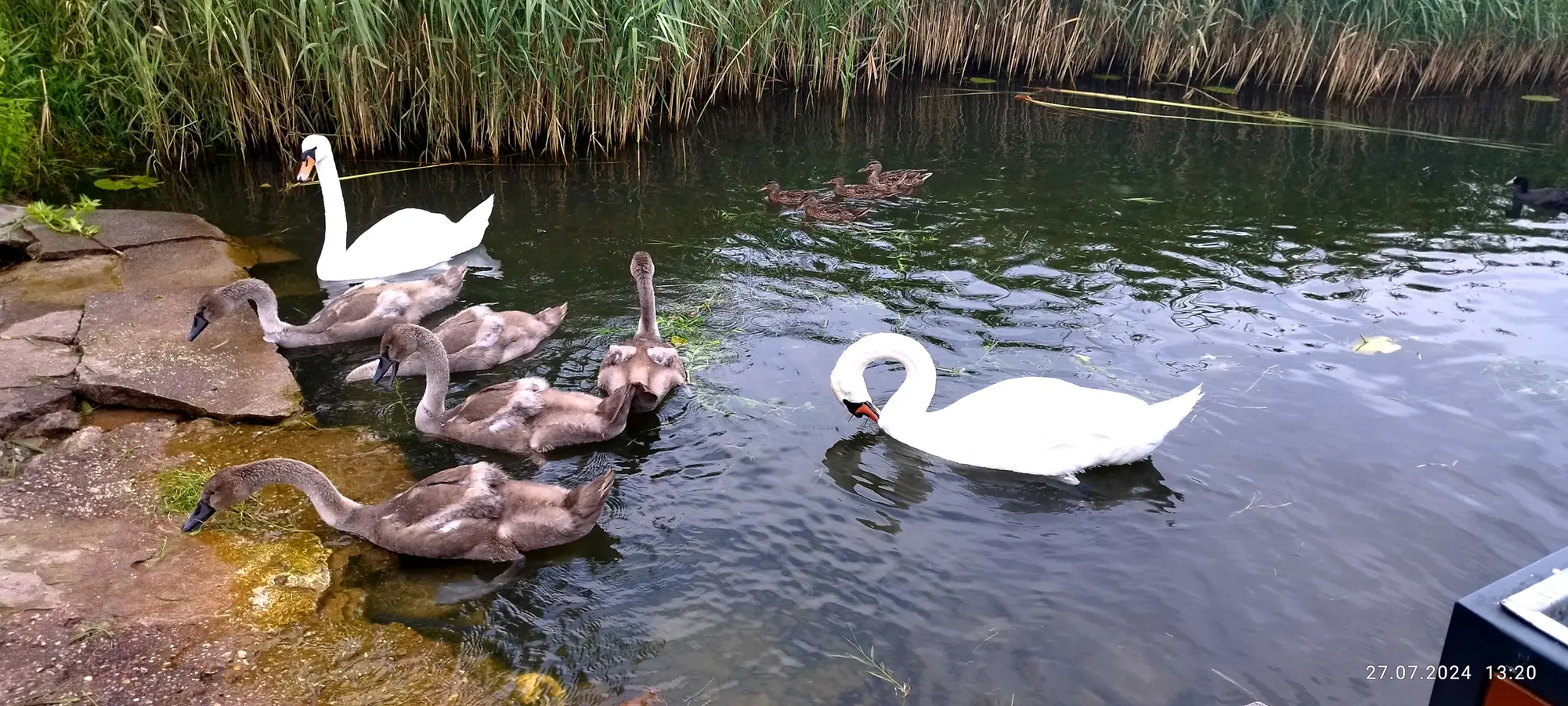 Lawendowy Dom labedzie mlode