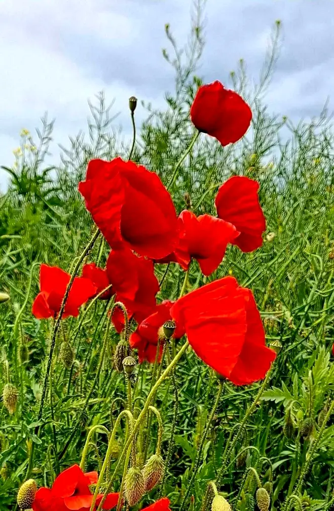 Lawendowy Dom laka maki