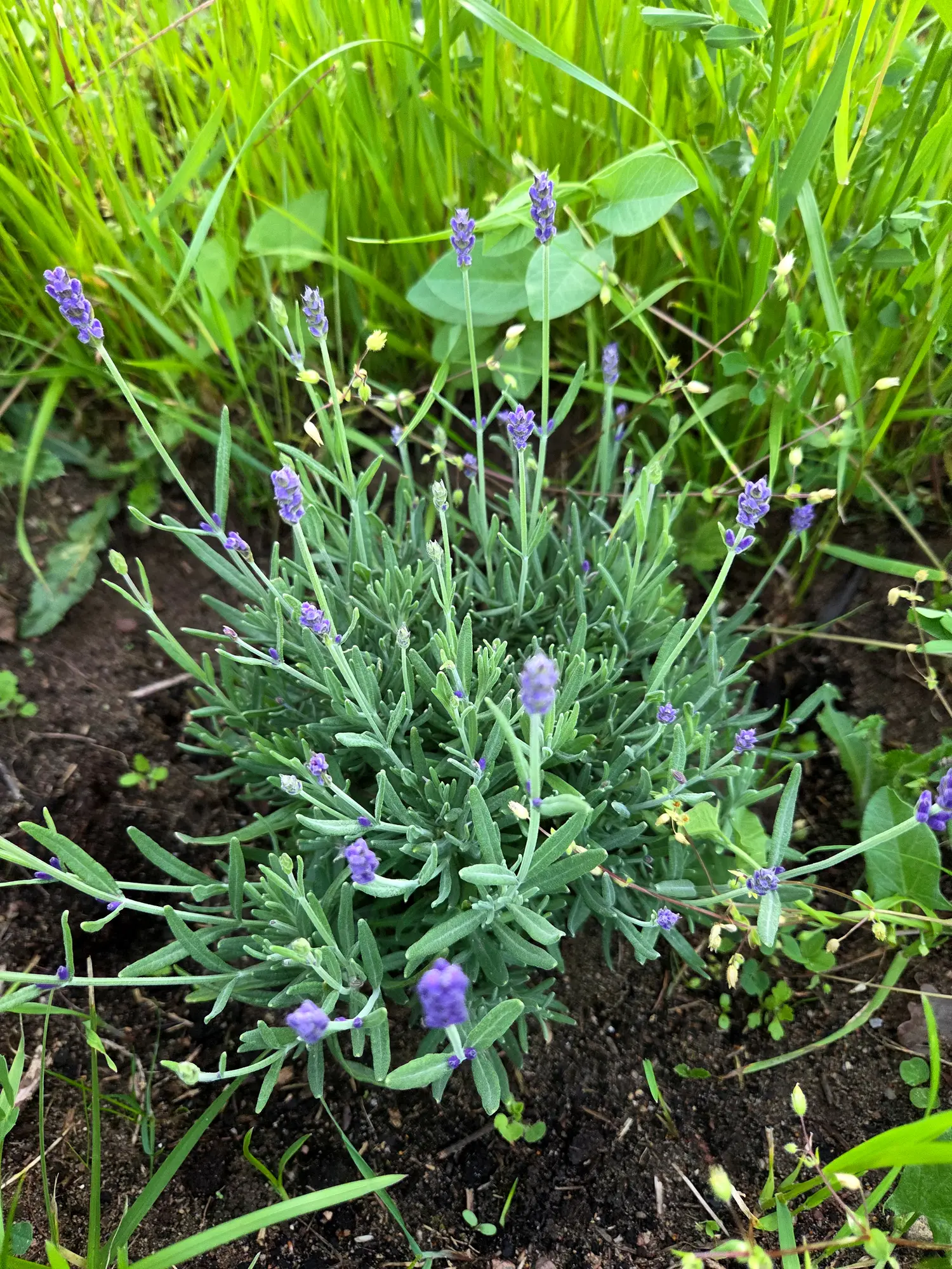 Lawendowy Dom lawenda