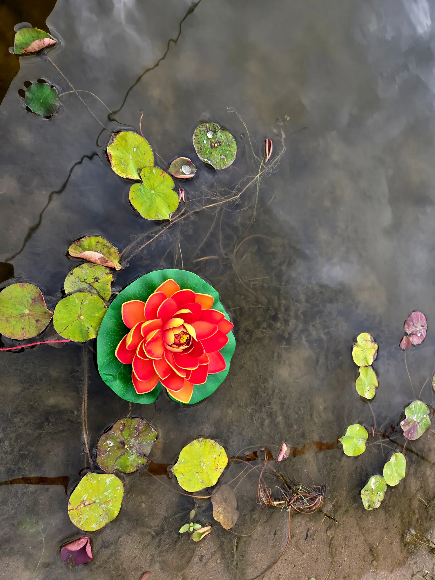 Lawendowy Dom staw kwiaty