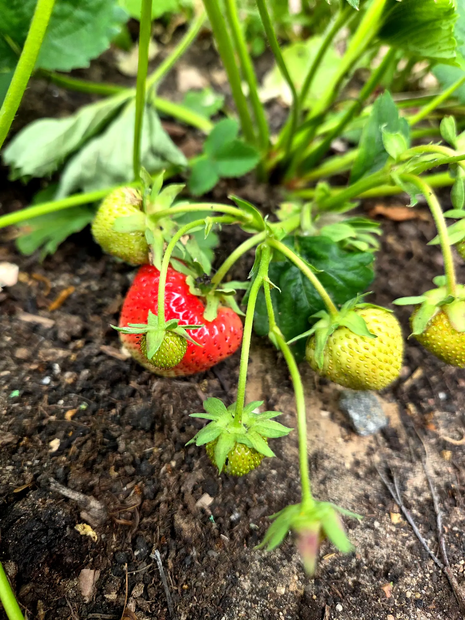 Lawendowy Dom truskawki