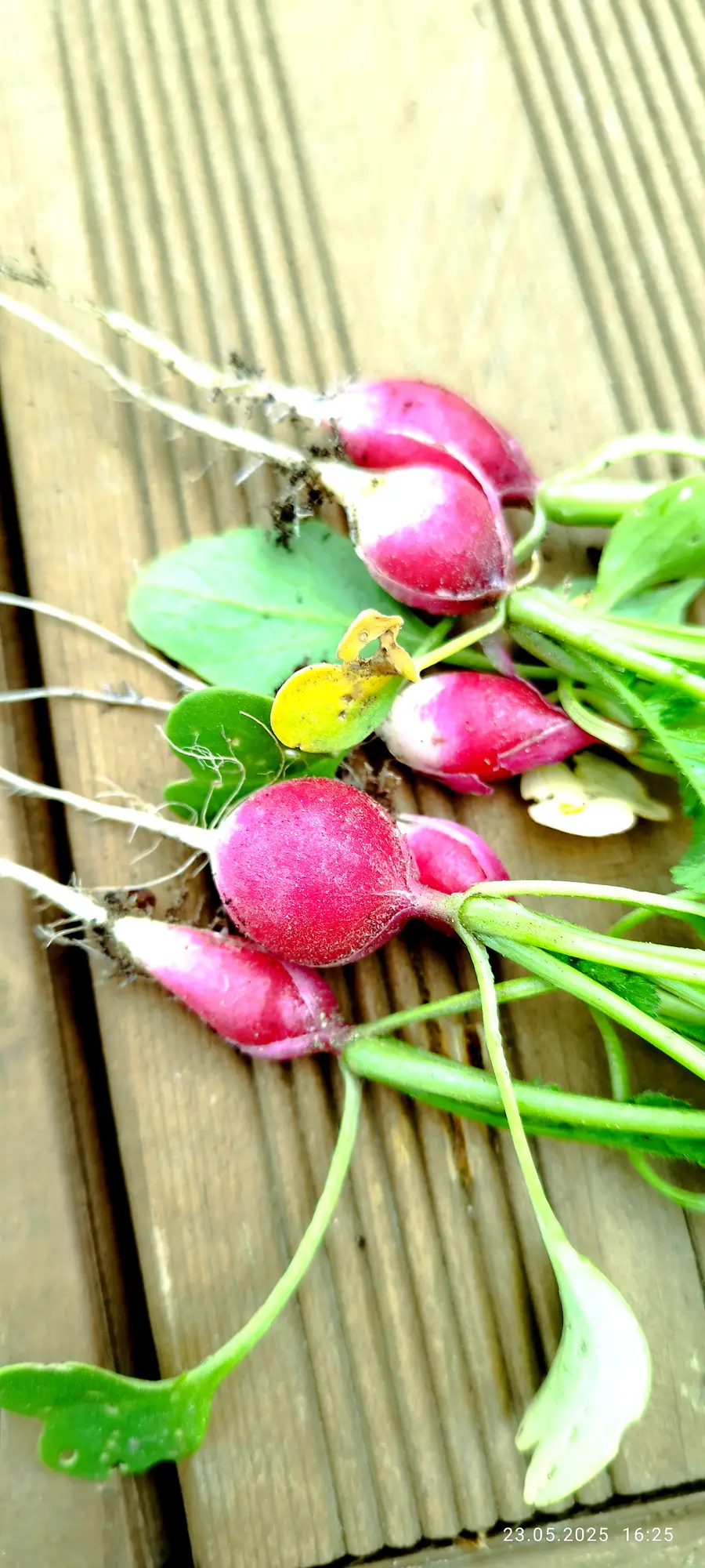 Lawendowy Dom warzywniak rzodkiewka