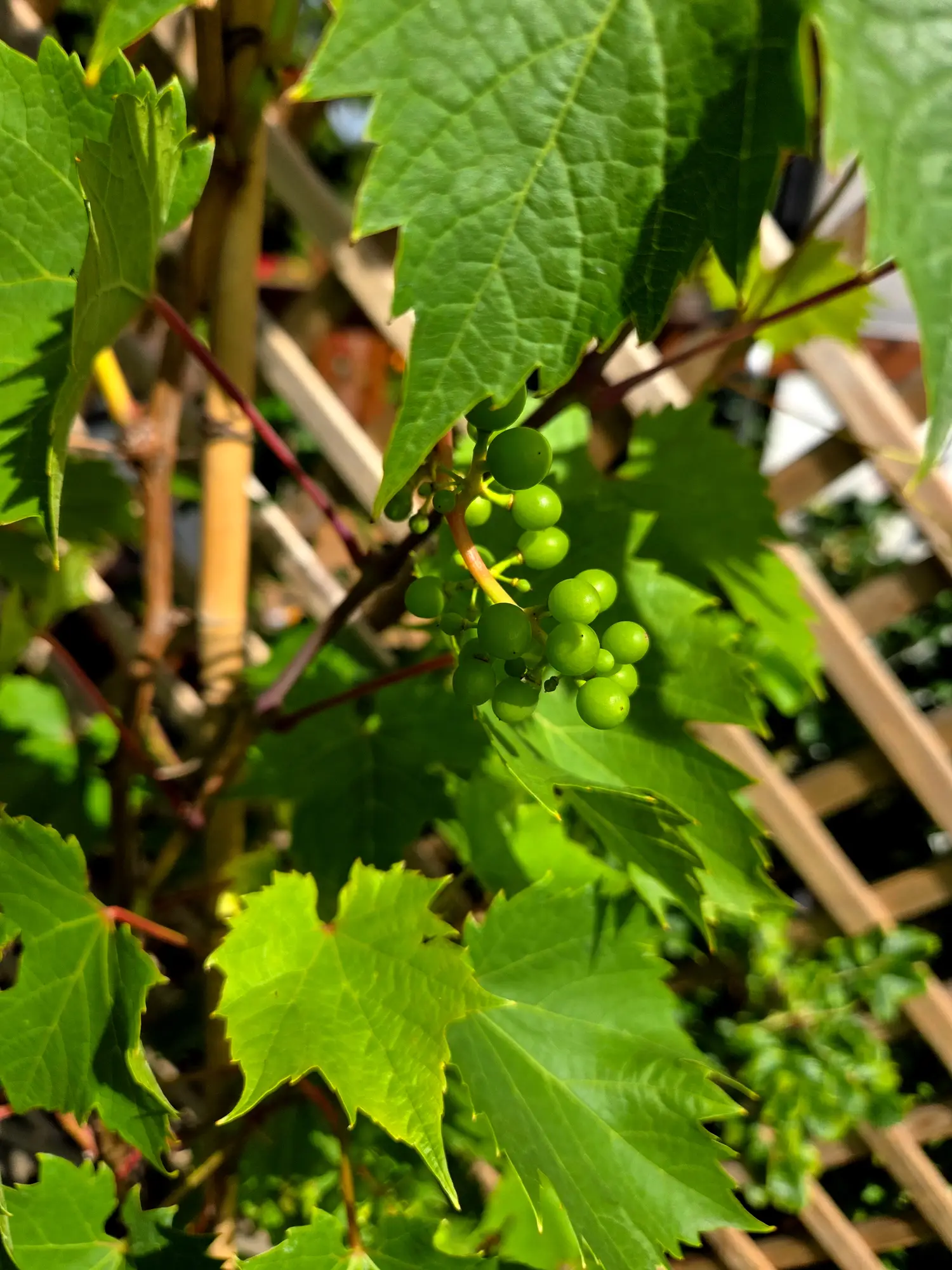 Lawendowy Dom winogrona