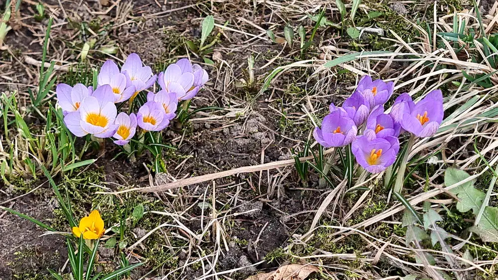 Lawendowy Dom wiosna krokusy