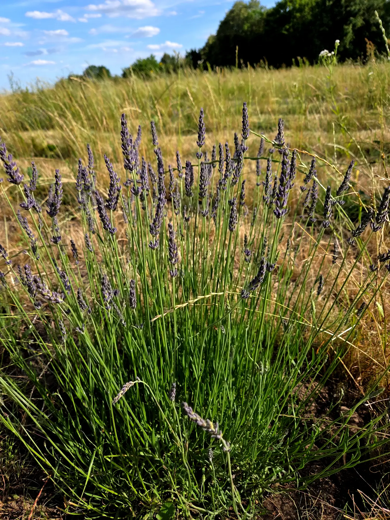 LawendowyDom pole(1)