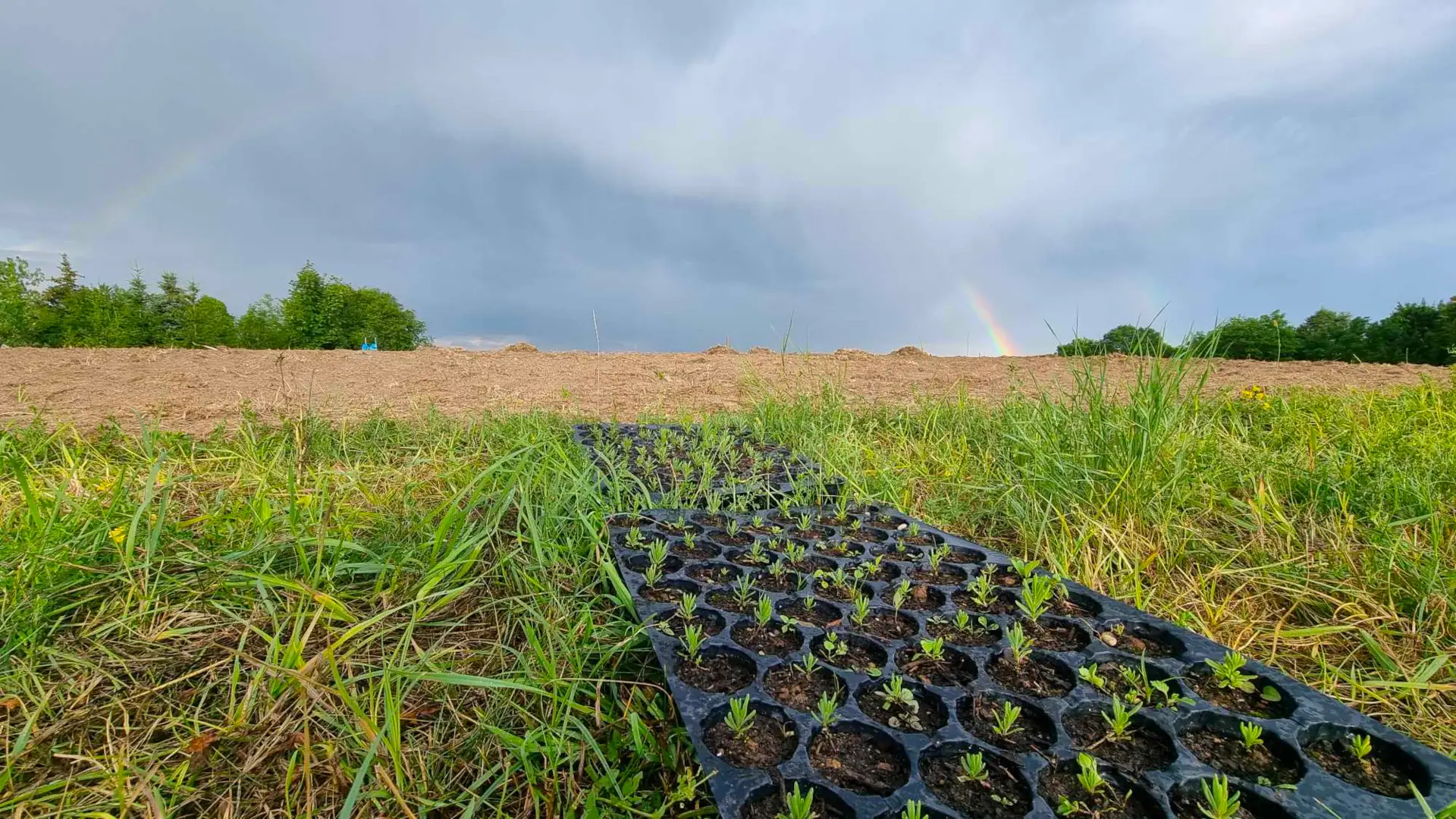 LawendowyDom polelawendy