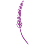 lawenda z której powstają produkty w lawendowym domu